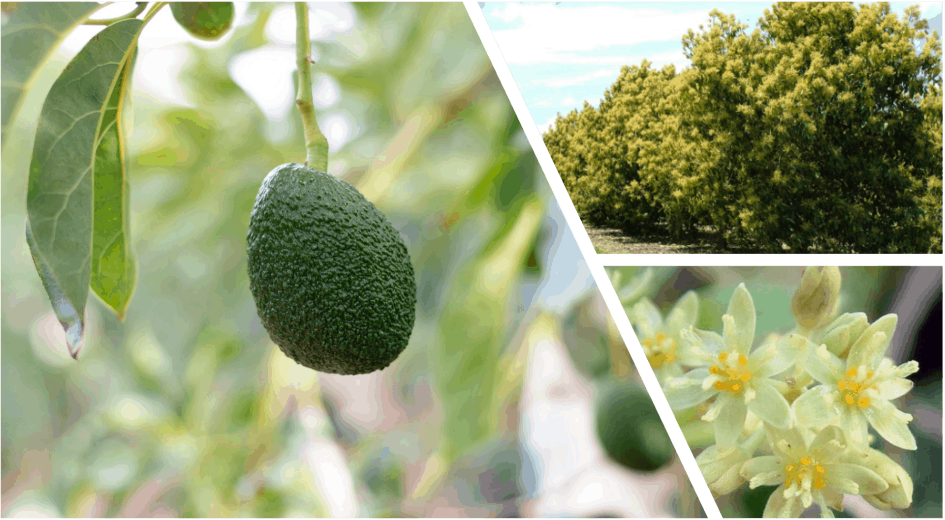 Avocado, Carbohydrate