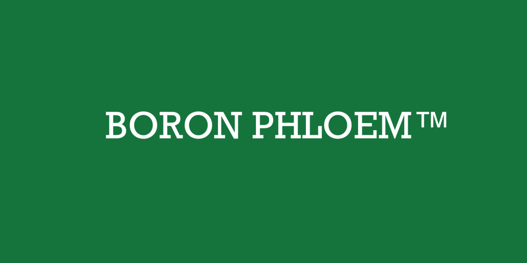 Boron Phloem