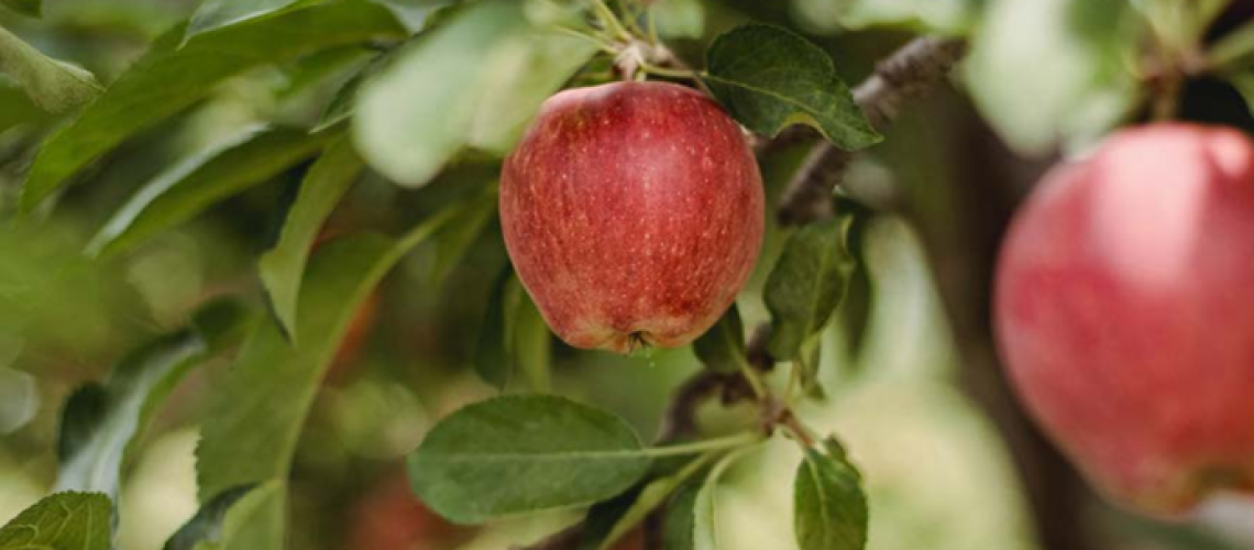 Stronger by nature cover