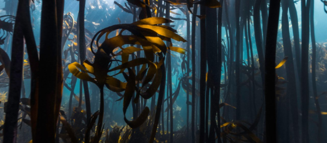 Kelp cover
