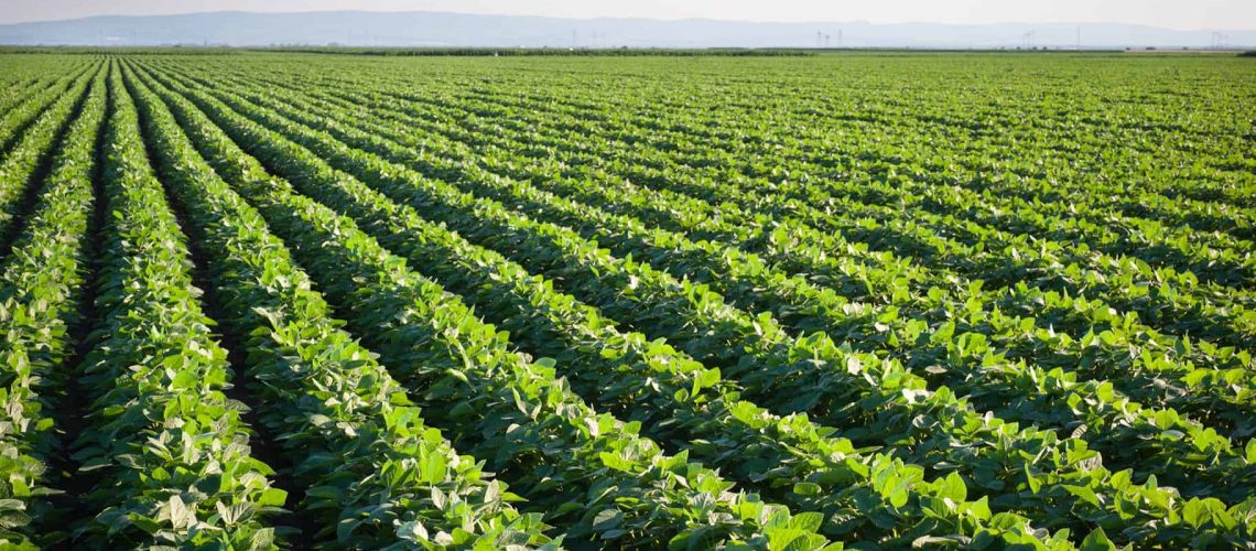 Soya field_shutterstock_105493637_RGB 72dpi