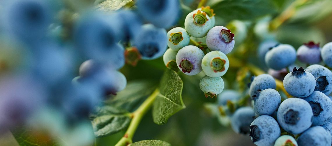 Blueberry bush on sunset, organic ripe with succulent berries, just ready to pick, Blueberries plant growing in a garden field, . Blue berry hanging on a branch, Bio, organic healthy food